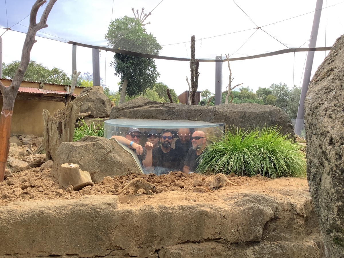 1556742 t rangutans meerkats 10960107